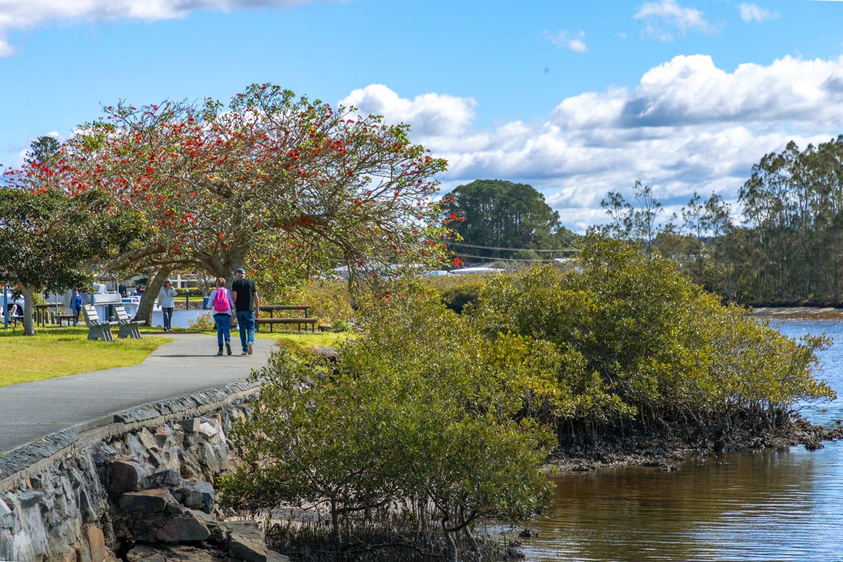 Walkers on the riverside path beside a flowering coral tree and the mangrove edge