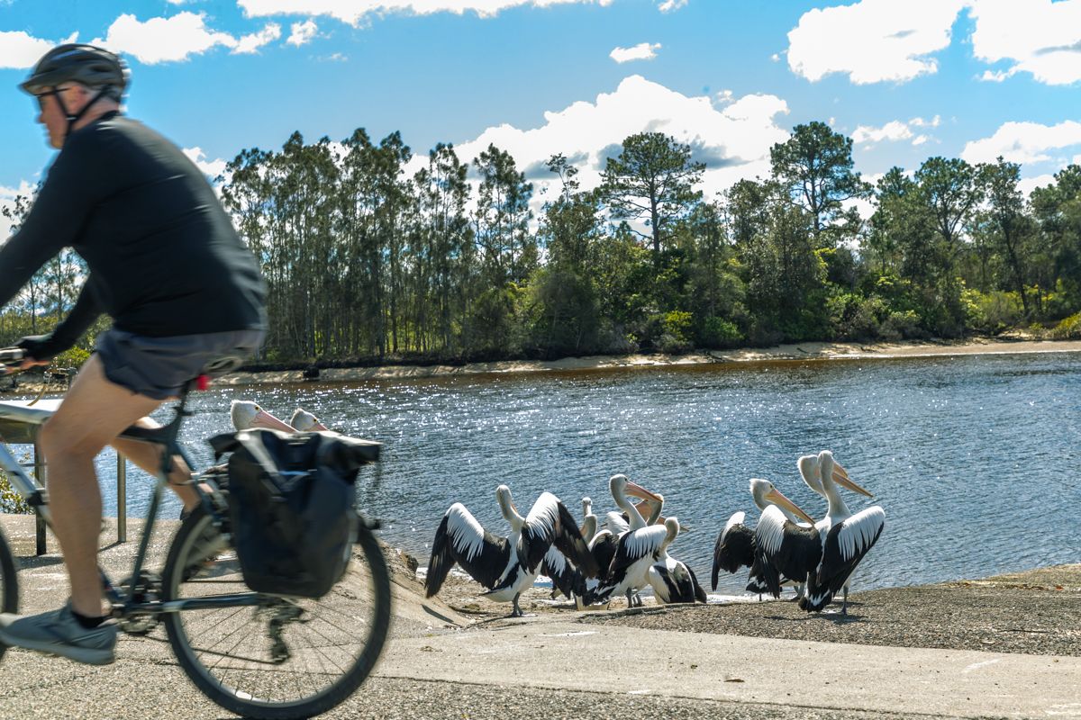 Cyclist riding past a group of pelicans at the Myall River boat ramp