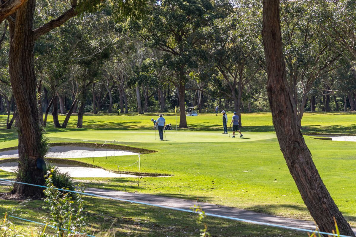 Golfers putting on a green surrounded by paperbarks at the local course